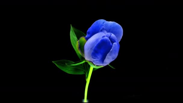 Timelapse av spektakulära vackra blå pion blomma blommar på svart bakgrund. Blommande pion blomma öppen, tiden förfaller, närbild, 4k UHD — Stockvideo