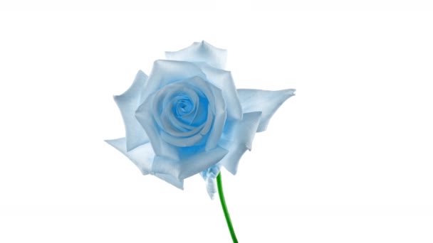 Gyönyörű nyitó kék rózsa fehér háttérrel. Virágzó kék rózsa szirmai nyitva, időeltolódás, közelkép. Nyaralás, szerelem, születésnapi dizájn háttér. Bud közelkép. Makró. 4K UHD videó időeltolódás — Stock videók