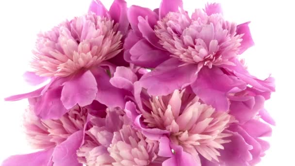 Beautiful pink peony bouquet open on pink background. Time lapse of Blooming peony or roses flowers opening close-up. Wedding backdrop, Valentines Day concept. Birthday bunch. Flower closeup. — Stock Video