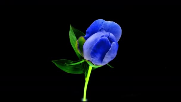 Timelapse of spectacular beautiful blue peony flower blooming on black background. Blooming peony flower open, time lapse, close-up, 4k UHD — Stock Video