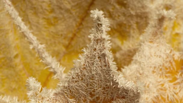 Жовті кленові листя покриті морозами в осінні морози, проміжок часу росту морозів в осінніх листках — стокове відео