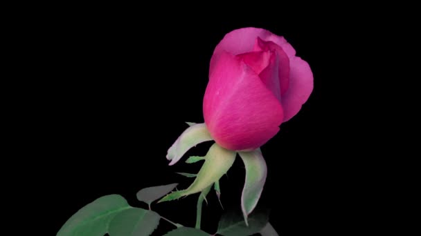 Time lapse beautiful opening pink rose on black background. Petals of Blooming rose flower open, close-up. Holiday, love, Valentines Day, birthday design backdrop. Bud closeup. Macro. 4K timelapse. — Stock Video