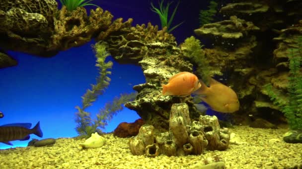 Un troupeau de poissons tropicaux nage près d'un récif corallien au soleil. Au ralenti. Accueil aquarium — Video