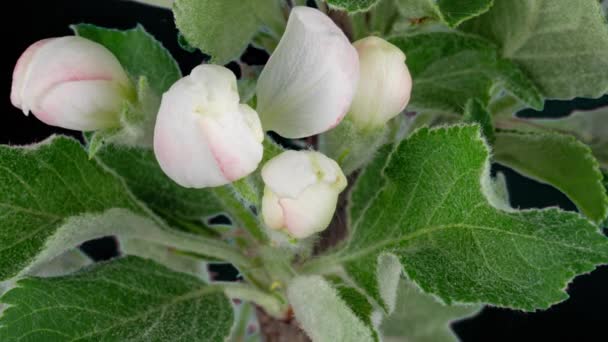 4K Time Lapso de floración blanco flores de manzana sobre fondo negro. Timelapse primavera de la apertura de hermosas flores en las ramas del manzano. — Vídeos de Stock