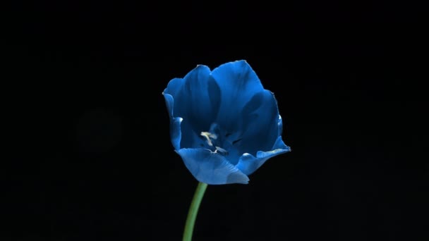 Красивый голубой цветок тюльпана на черном фоне, время истекло. Пасха, день рождения, весна, День Святого Валентина, праздничная концепция. 4k — стоковое видео