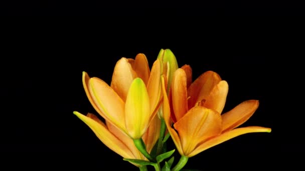 Time Lapse of blooming red Lily flower (en inglés). Hermosa Lily abriéndose. Primer plano Timelapse de flores grandes sobre fondo negro. — Vídeos de Stock