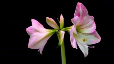 Siyah arkaplanda beyaz hiperastrum tomurcuklarının büyümesi zaman aşımı