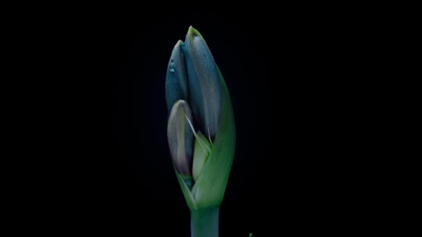 Modrý Hippeastrum otevírá květiny v čase lapse na černém pozadí. Růst Amaryllis Flower Buds. Perfektní květináč, 4k UHD. Láska, svatba, výročí, jaro, Valentýn — Stock video