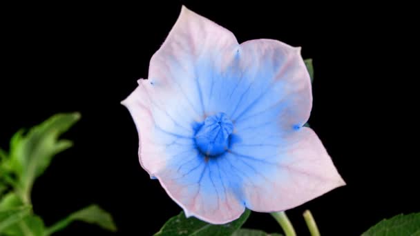 Blå Platykodon blomsteröppning Blossom i Time Lapse på en svart bakgrund. Campanula knopp växer. Vacker öppning av sommar klocka blomma. 4k. — Stockvideo