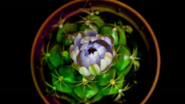 Yellow Colorful Flower Timelapse of Blooming Cactus Opening 4k fast motion time lapse of a blooming cactus flower. — Stock Video