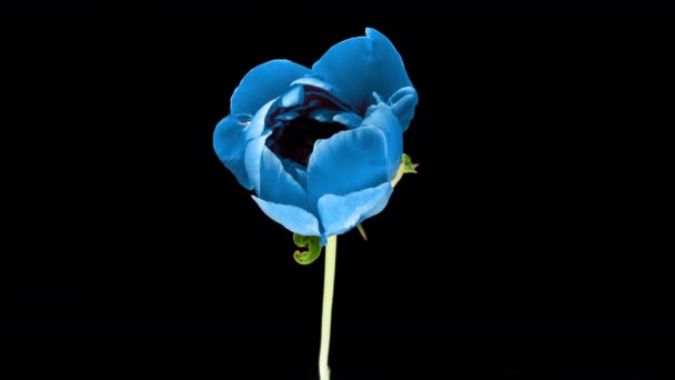 Piękne niebieskie tło Peony. Kwitnący kwiat piwonii otwarte, upływ czasu 4K UHD wideo timelapse. Wielkanoc, urodziny, wiosna, Walentynki, koncepcja świąt — Wideo stockowe