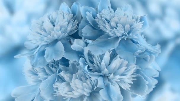 Vacker blå Pion bakgrund. Blommande pion blomma öppen, tiden förfaller, närbild. Bröllopsbakgrund, Alla hjärtans dag koncept. Timelapse i 4K UHD-video — Stockvideo
