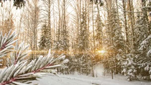 Зимний пейзаж со снегопадом, разрыв в росте инея на еловой ветке, рождественский зимний красивый пейзаж — стоковое видео