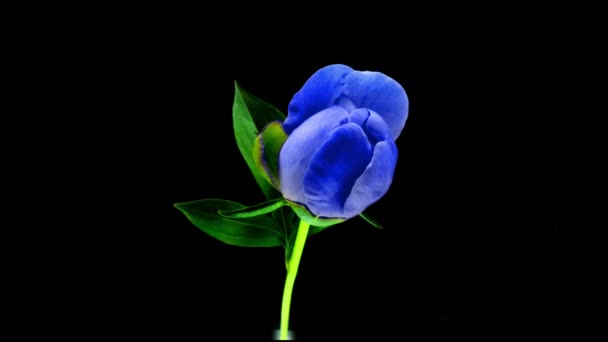 Timelapse of spectacular beautiful blue peony flower blooming on black background. Blooming peony flower open, time lapse, close-up, 4k UHD — Stock Video