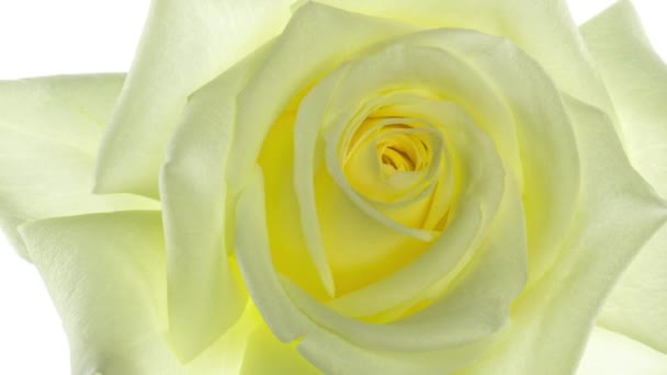 Piękny otwór Biała róża odizolowana na białym tle. Płatki kwitnącego różowego kwiatu róży otwarte, upływ czasu, zbliżenie. Święta, miłość, urodzinowa granica. Zbliżenie Buda. Makro. Czas 4K UHD 4K — Wideo stockowe