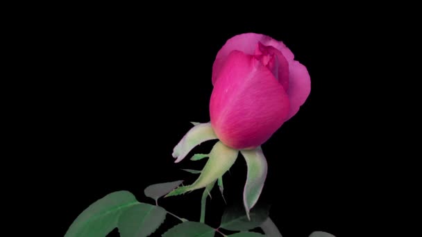 Time lapse όμορφο άνοιγμα ροζ τριαντάφυλλο σε μαύρο φόντο. Πέταλα ανθισμένου τριαντάφυλλου ανοιχτά, κοντά. Διακοπές, αγάπη, Ημέρα του Αγίου Βαλεντίνου, φόντο σχεδιασμού γενεθλίων. Μπαντ, κλείσε. Μακρο. Χρονικό διάστημα 4K. — Αρχείο Βίντεο
