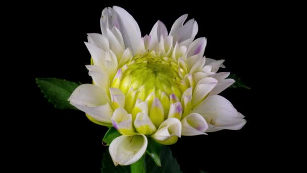 Χρονικό όριο του ανθισμένου λευκού λουλουδιού ντάλια που απομονώνεται σε μαύρο φόντο. 4K Time lapse of growing flower Dahlia, άνοιγμα. Αγάπη, γάμος, επέτειος, άνοιξη, ημέρα του Αγίου Βαλεντίνου. — Αρχείο Βίντεο