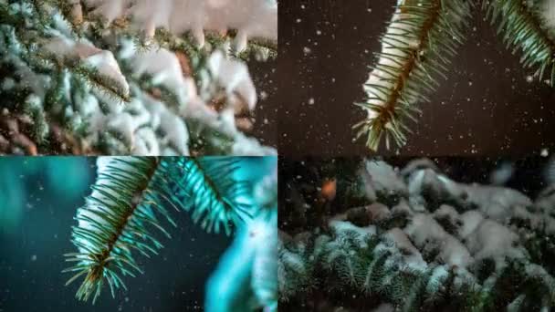 Collage video snö faller vid granen grenar. Snö faller från tallgrenen i en skog. Långsamma rörelser — Stockvideo