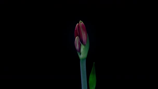 Red Hippeastrum Opent Bloemen in Time Lapse op een zwarte achtergrond. Groei van Orange Amaryllis Flower Buds. Perfecte Bloeiende Woonplant, 4k UHD — Stockvideo