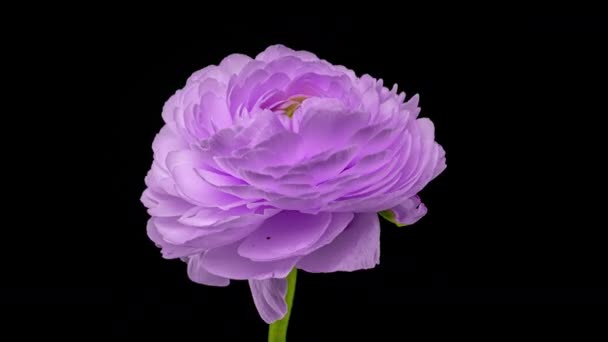 Piękny aksamitny fioletowy ranunkulus kwitnący na czarnym tle. Kwitnący kwiat otwarty, blisko. Koncepcja spa. Ślub, Urodziny, Walentynki, koncepcja Dzień Matki. Baner gratulacyjny — Wideo stockowe