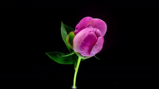 Timelapse de linda flor de peônia rosa espetacular florescendo no fundo preto. Flor de peônia florescente aberta, lapso de tempo, close-up. Páscoa, aniversário, primavera, dia dos namorados, conceito de feriados. 4k — Vídeo de Stock