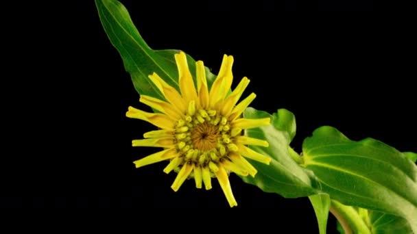 Tempo Lapso de uma flor de Zinnia florescendo. Bonito verão amarelo zinnia flor abre no fundo preto. Macro. Cronometragem 4K — Vídeo de Stock