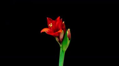 Siyah arkaplanda beyaz hiperastrum tomurcuklarının büyümesi zaman aşımı