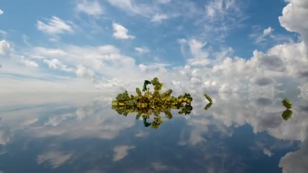 De un puñado de monedas crece la planta, el concepto de crecimiento de bienestar . — Vídeos de Stock