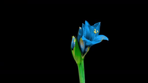 Time lapse of growth of white hyperastrum buds on black background — Stock Video