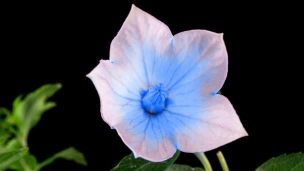 青いプラチコドンの花黒い背景にタイムラプスで開花します。カンパヌラの芽が成長する。夏の鐘の花の美しい開口部。4k. — ストック動画