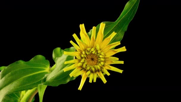 Bir Zinnia çiçeğinin çiçek açması. Güzel yaz sarı zinnia çiçeği siyah arkaplanda açılır. Makro. 4K zaman dilimi — Stok video