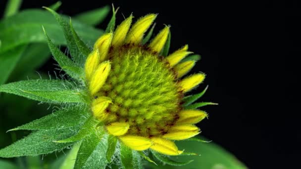 Zeitraffer der Gaillardia-Blüte, Nahaufnahme, auf schwarzem Hintergrund, Schöne Gaillardia-Blume, Nahaufnahme — Stockvideo