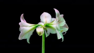 Siyah arkaplanda beyaz hiperastrum tomurcuklarının büyümesi zaman aşımı