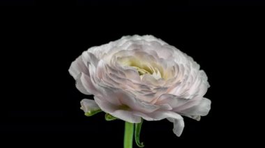 Siyah Arkaplanda Kırmızı Çiçek Açma Hızı. Ranunculus Çiçeği Zaman Çizelgesinde Yan Görünüm