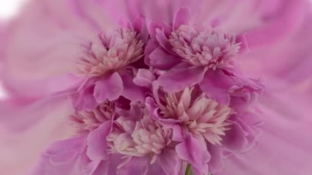 Belo buquê de peônia rosa aberto no fundo rosa. lapso de tempo de florescer peônia ou rosas flores abrindo close-up. Cenário de casamento, conceito do Dia dos Namorados. Um bando de anos. Fecho da flor. — Vídeo de Stock