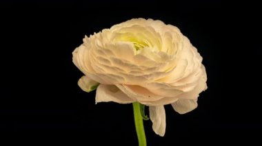 Siyah arka planda çiçek açan güzel beyaz ranunculus. Çiçek açan çiçek aç, kapat. Spa konsepti. Düğün, doğum günü, sevgililer günü, anneler günü konsepti. Kutlama bayrağı