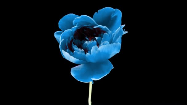 Beautiful blue Peony background. Blooming peony flower open, time lapse 4K UHD video timelapse. Easter, birthday, spring, Valentines day, holidays concept — Stock Video