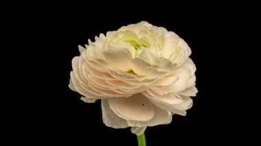 Siyah arka planda çiçek açan güzel beyaz ranunculus. Çiçek açan çiçek aç, kapat. Spa konsepti. Düğün, doğum günü, sevgililer günü, anneler günü konsepti. Kutlama bayrağı