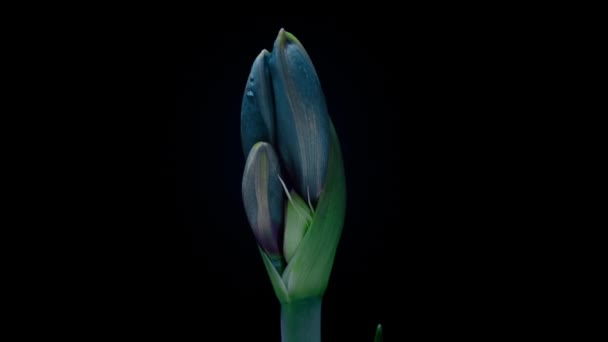 Blue Hippeastrum abre las flores en el lapso de tiempo sobre un fondo negro. Crecimiento de cogollos de flores de Amarilis. Planta de flores perfecta, 4k UHD. Amor, boda, aniversario, primavera, día de San Valentín — Vídeos de Stock