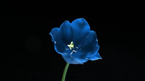 Beautiful blue tulip flower on black background, time lapse. Easter, birthday, spring, Valentines day, holidays concept. 4k — Stock Video