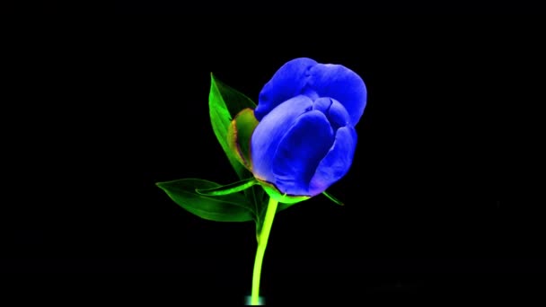 Timelapse de linda flor de peônia azul espetacular florescendo em fundo preto. Flor de peônia florescente aberta, lapso de tempo, close-up. Páscoa, aniversário, primavera, dia dos namorados, conceito de feriados. 4k — Vídeo de Stock