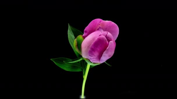 Timelapse av spektakulära vackra rosa pion blomma blommar på svart bakgrund. Blommande pion blomma öppen, tiden förfaller, närbild. Påsk, födelsedag, vår, Alla hjärtans dag, semester koncept. 4k — Stockvideo