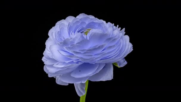 Hermoso ranúnculo azul floreciendo sobre fondo negro. Flor flor abierta, de cerca. Concepto Spa. Boda, Cumpleaños, San Valentín, Concepto de día de la madre. Banner de felicitación — Vídeo de stock