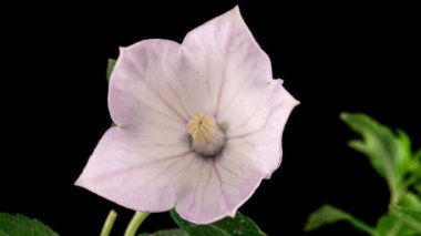 Beyaz Platycodon Çiçek Açan Çiçek Kara Arkaplanda Zaman Geçidi 'nde. Campanula tomurcuğu büyüyor. Yaz çanı çiçeğinin güzel açılışı. 4k.