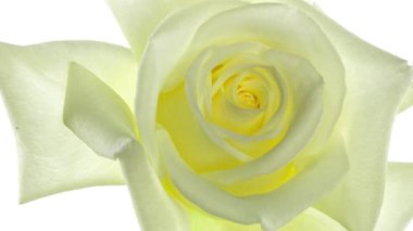 Beyaz arka planda izole edilmiş güzel bir beyaz gül. Çiçek açan pembe gül yaprakları, zaman aşımı, yakın plan. Tatil, aşkım, doğum günü sınırı. Bud yakın çekim. Makro. 4K UHD zaman dilimi 4K