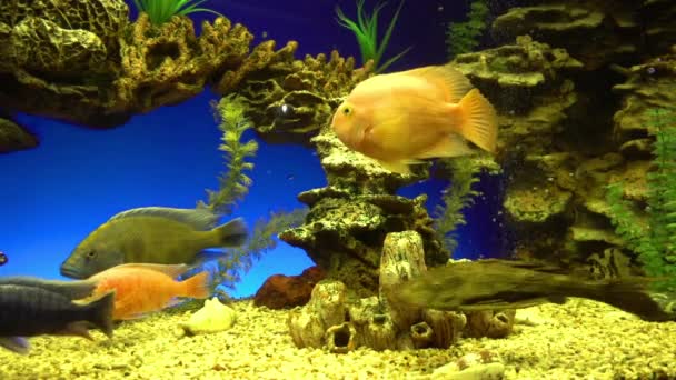 Olika korallrev ekosystem i oceanarium - färgglada fiskar simmar runt — Stockvideo
