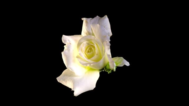Прекрасное открытие Белая роза изолированы на черном фоне. Лепестки цветущей розовой розы открыты, время истекло, крупный план. Праздник, любовь, день рождения. Бад крупным планом. Макро. Время 4K UHD 4K — стоковое видео
