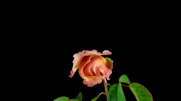 Όμορφο άνοιγμα μπεζ, κρέμα τριαντάφυλλο. Πέταλα ανθισμένου τριαντάφυλλου ανοιχτά, χρονική υστέρηση, κοντινό πλάνο. Διακοπές, αγάπη, φόντο σχεδιασμού γενεθλίων. Μπαντ, κλείσε. Μακρο. Χρονικό διάστημα βίντεο 4K UHD — Αρχείο Βίντεο