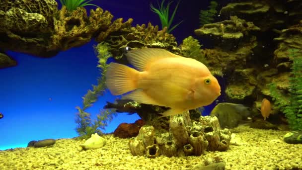 Écosystème de récifs coralliens divers dans l'océanarium - poissons colorés nageant autour — Video
