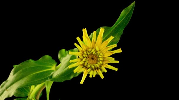 Tempo Lapso de uma flor de Zinnia florescendo. Bonito verão amarelo zinnia flor abre no fundo preto. Macro. Cronometragem 4K — Vídeo de Stock